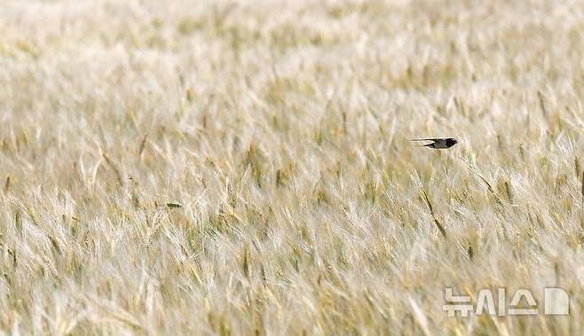 [제주=뉴시스] 우장호 기자 = 맑은 날씨를 보인 8일 오후 제주시 내도동에서 노랗게 물들어가는 보리밭 위로 제비들이 활공하고 있다. 2025.05.08. woo1223@newsis.com