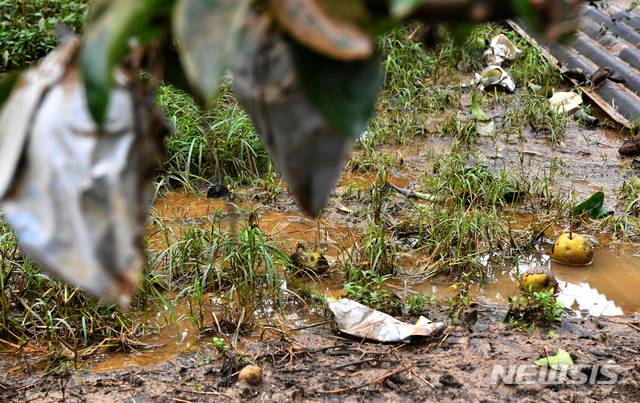 [구례=뉴시스] 신대희 기자 = 사진은 2020년 8월 10일 전남 구례군 구례읍 양정마을 한 과수농가에 많은 비가 내려 배가 나뒹굴고 있는 모습. 2020.08.10. sdhdream@newsis.com