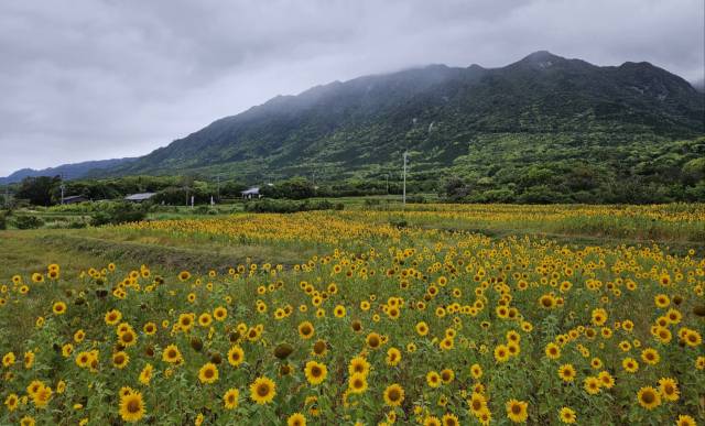 수 천 년 된 삼나무와 이끼 숲으로 유명한 야쿠시마는 일본 최초 유네스코 세계자연유산이다. 해바라기 꽃으로 뒤덮인 야쿠시마 풍경. 사진=김정훈 현대차 상무