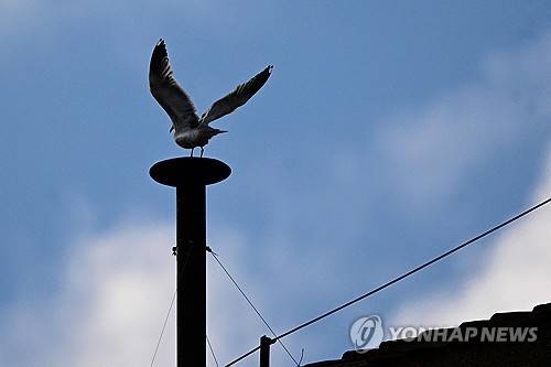 콘클라베 첫날 시스티나 성당 굴뚝에 앉은 갈매기  [AFP=연합뉴스 자료사진. 재판매 및 DB금지]