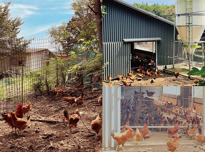 한라산 중턱에 위치한 제주웰빙영농조합법인의 농장에서는 닭들이 자유롭게 뛰어논다. 그들이 건강한 계란을 자부하는 가장 큰 근원이다. ⓒ제주의소리