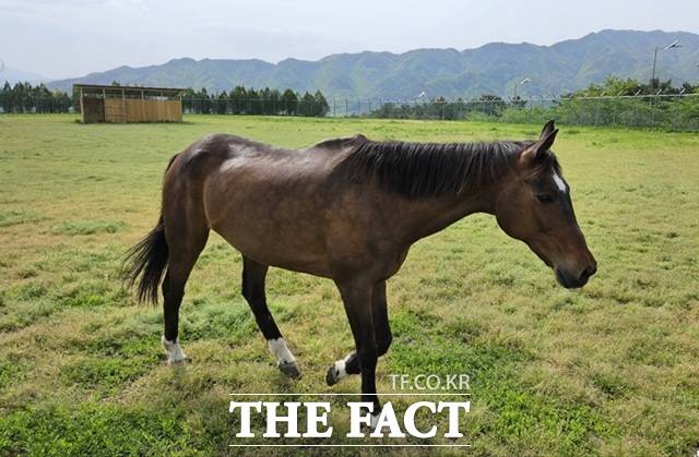 소위 폐마목장에서 방치·학대 받다가 지난해 10월 발견된 말 '유니콘'이 장수목장 말 요양소에서 건강을 회복했다. /장수=박병립 기자