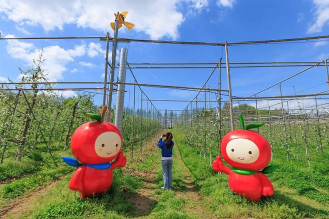 사과 와이너리가 있는 예산 은성농원 사과밭