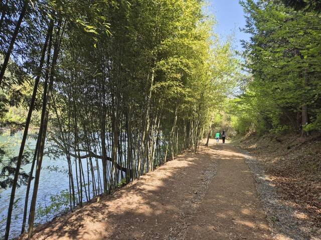 지난달 26일 전남 보성군 득량면 해평리 해평저수지 둘레길엔 나무 숲 사이로 봄 기운이 살랑거렸다. 정대하 기자