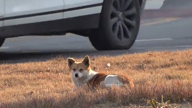 지난 2023년 1월, 경북 경산시의 한 회전교차로 한복판에 앉아 있는 강아지가 발견돼 구조 요청이 들어왔다. SBS 'TV동물농장' 캡처