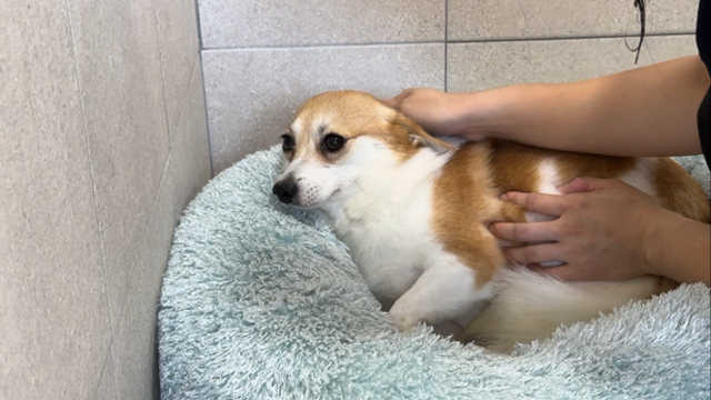 팜이는 아직 사람의 손길에 완전히 적응하지 못했지만, 과거에 비해 두려움의 강도는 확연히 줄었다. 동그람이 정진욱