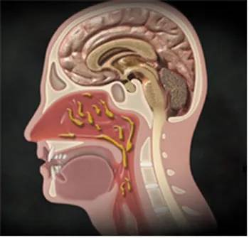 후비루는 콧속 비강과 부비동 등에서 나온 분비물이 목 뒤로 넘어가는 증상을 보인다. 경향신문 자료사진