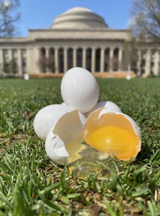 MIT 그레이트 돔 앞 실험에서 사용된 달걀.