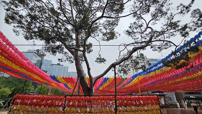 천연기념물로 지정된 조계사 백송