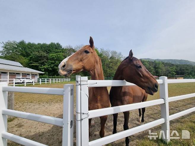[장수=뉴시스] 임하은 기자 = 드넓은 초지와 부드러운 햇살이 내리쬐는 오후 한때 경주로를 질주하던 '동반의강자'와 '터프윈'이 장수목장의 말 요양소에서 여유롭게 풀밭을 거닐고 있다. 2025.05.08. rainy71@newsis.com
