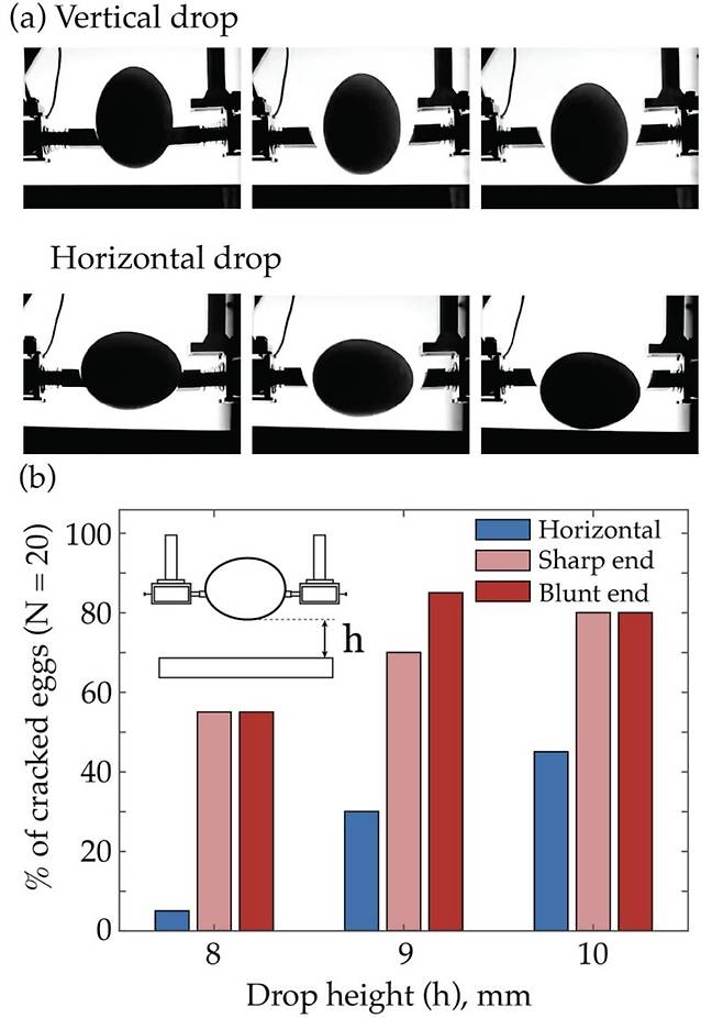 달걀을 세로 방향과 가로 방향으로 떨어뜨리는 실험 및 결과  [Communications Physics / Tal Cohen et al. 제공. 재판매 및 DB 금지]