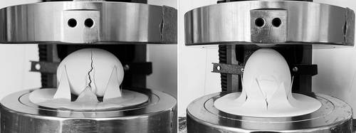가로 방향과 세로 방향 달걀 압축 실험 [Communications Physics / Tal Cohen et al. 제공. 재판매 및 DB 금지]