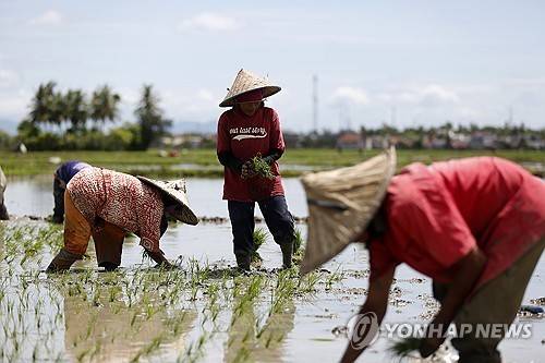 모내기하는 인도네시아 농민들 [EPA 연합뉴스 자료사진. 재판매 및 DB 금지]