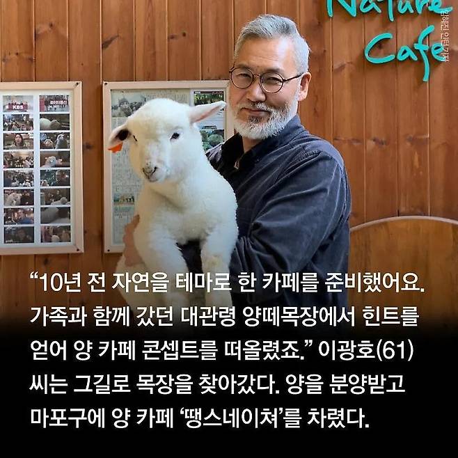 분양받은 양이 점점 뽀송해진다는 홍대 양카페