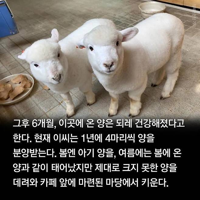 분양받은 양이 점점 뽀송해진다는 홍대 양카페