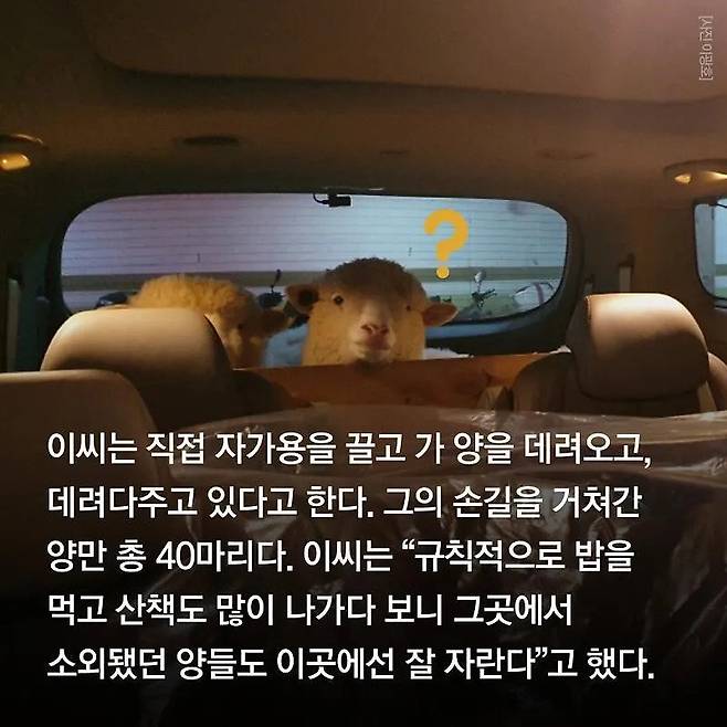 분양받은 양이 점점 뽀송해진다는 홍대 양카페
