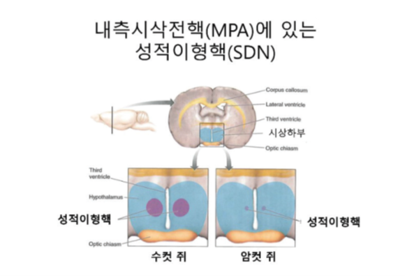 테스토스테론, 성정체성에도 영향...뇌 구조를 바꾼다