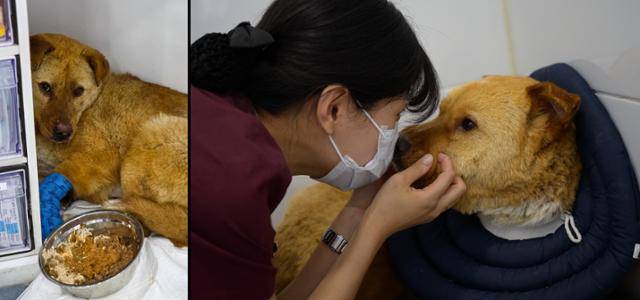 산불 현장에서 구조된 엉꿍이가 내원 초창기인 지난 3월 27일 의료진을 경계하며 한쪽 구석에 웅크리고 있다. 오른쪽 사진은 지난 4월 30일 충북 청주시 이음동물의료센터에서 이다희 테크니션이 화상치료를 마친 엉꿍이와 얼굴을 맞대고 있는 모습이다. 이인선 테크니션 제공·하상윤 기자