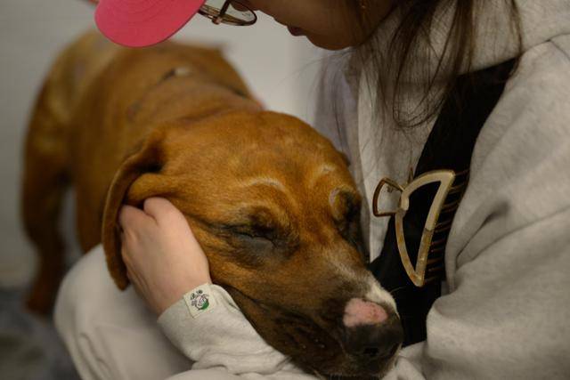 지난 4월 안동의 개농장에서 대범과 함께 구조된 대단이가 지난 7일 경기 평택시 24시라움의료센터에서 퇴원을 앞두고 후원자 A씨 품에 안겨 있다. A씨는 2,000여만원에 이르는 대단이와 강이의 치료비를 후원했다. 평택=하상윤 기자