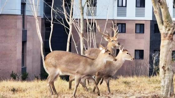 전남 순천의 한 아파트단지에 출몰한 사슴떼. 뉴스1