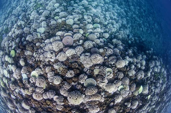 백화 현상이 나타난 산호초 모습.