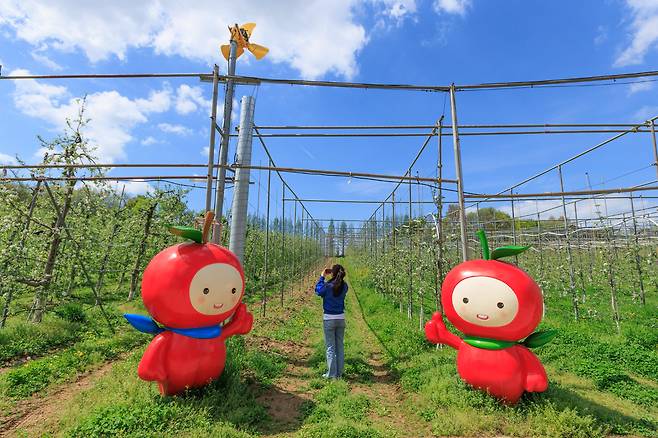 은성농원 사과밭.