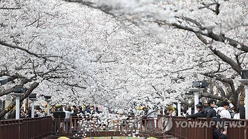 진해 여좌천 벚꽃 터널 [연합뉴스 자료사진]