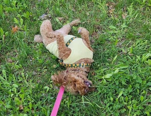 풀밭에서 등 비비기를 좋아하는 짜장이(인스타그램 minju1998 제공) ⓒ 뉴스1