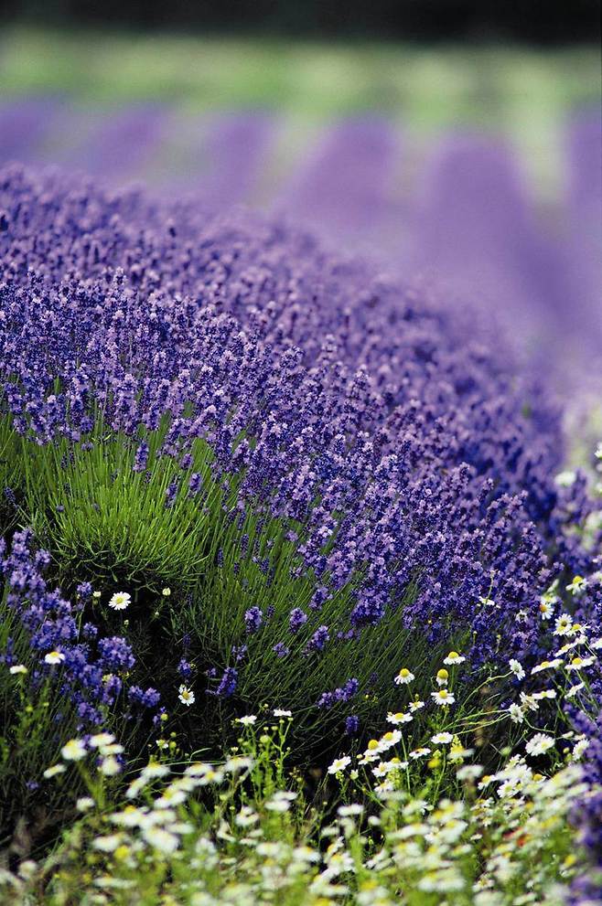 휴식할 때 나타나는 뇌의 알파파, 세타파를 유도하는 라벤더 향은 공부방에는 적합하지 않다. 사진 제공 아비노