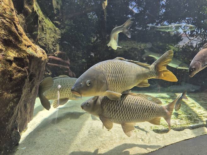 잉어[국립생태원 제공]