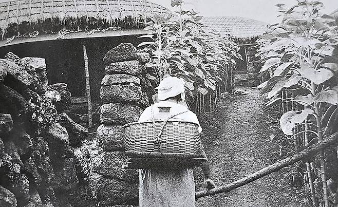 [제주=뉴시스] 1960~1970년대로 보이는 풍경이다. 큰 길에서 집으로 들어가는 좁을 길인 올레 양쪽으로 해바라기를 심었다. 드물게 보이는 옛 '올레정원'이라고 이야기할 수 있다. 출처는 제주시 발간 '사진으로 엮는 20세기 제주시'.photo@newsis.com *재판매 및 DB 금지