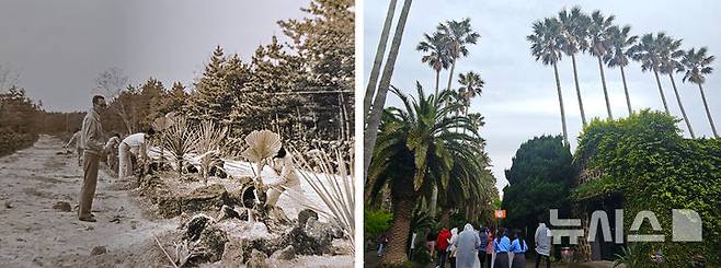 [제주=뉴시스] 임재영 기자 = 왼쪽은 제주시 한림읍의 불모지를 개척해 1970년대 초반 야자수를 심는 모습(사진=한림공원 제공). 이들 야자수가 하늘을 찌를 듯이 자란 가운데 입장객이 이 곳을 지나고 있다. 2025.05.11. photo@newsis.com