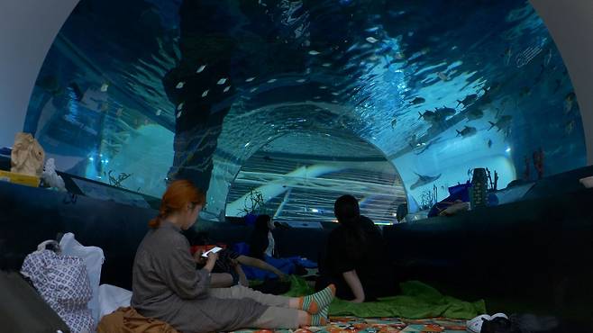 국립해양박물관이 오는 17일부터 25일까지 '2025 뮤지엄나잇 오션필름위크'를 연다. 국립해양박문관 제공