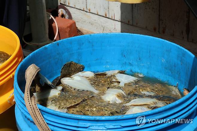 폐사한 강도다리 (포항=연합뉴스) 손대성 기자 = 포항시 남구 구룡포읍 한 양식장에서 폐사한 강도다리 치어가 통에 담겨 있다. 2024.8.22 sds123@yna.co.kr