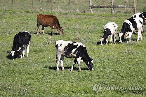 미국 캘리포니아의 한 목장에서 풀을 뜯고 있는 소들 [EPA 연합뉴스]