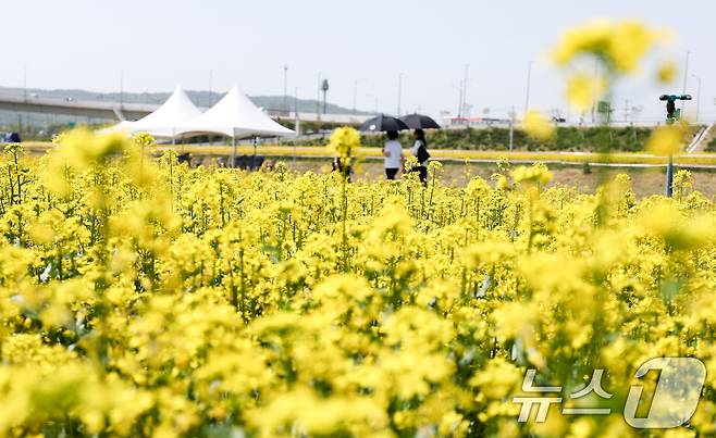 2025 구리 유채꽃 축제 개막을 하루 앞둔 지난 8일 경기도 구리한강시민공원에서 시민들이 꽃놀이를 즐기고 있다. 구리 유채꽃 축제는 형형색색 봄의 정취가 가득한 한강변을 배경으로 펼쳐지는 수도권의 대표 봄꽃 축제로 오는 9일부터 11일까지 구리한강시민공원에서 열린다. 2025.5.8/뉴스1 ⓒ News1 김성진 기자