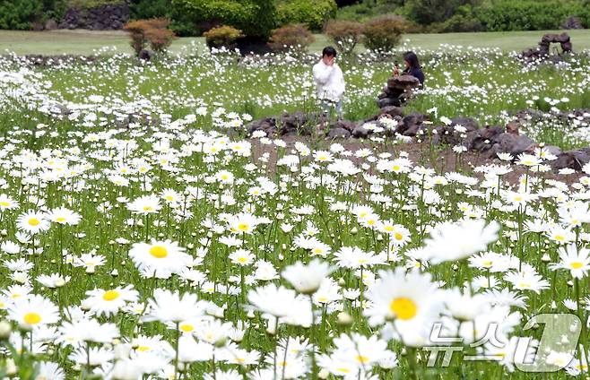 11일 오후 제주시 조천읍 제주돌문화공원 내 데이지 꽃밭에서 관광객들이 봄의 절정을 만끽하고 있다. 2025.5.11/뉴스1 ⓒ News1 오현지 기자