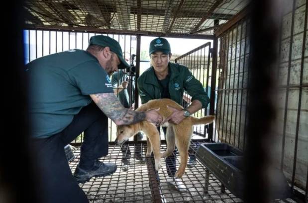 배우 다니엘 헤니가 충북 청주에 위치한 개농장에서 뜬장에 있는 개를 구조하고 있다(휴메인 월드 포 애니멀즈 제공). ⓒ 뉴스1