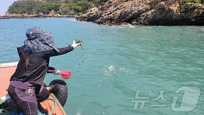 신안군 양식장관리선 이용 어린해삼 해상 방류 (신안군 제공. 재판매 및 DB금지) /뉴스1