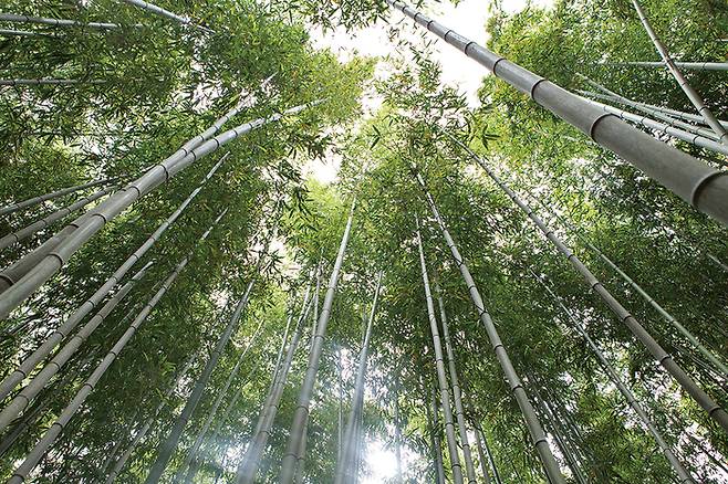 죽녹원의 울창한 대나무숲