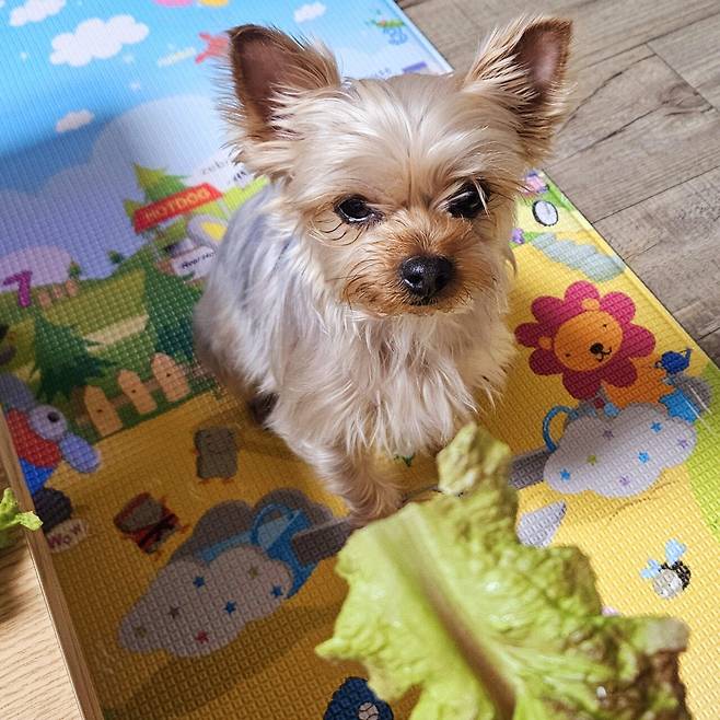 20250511_204548.jpg 저녁 양념소갈비와 소시지