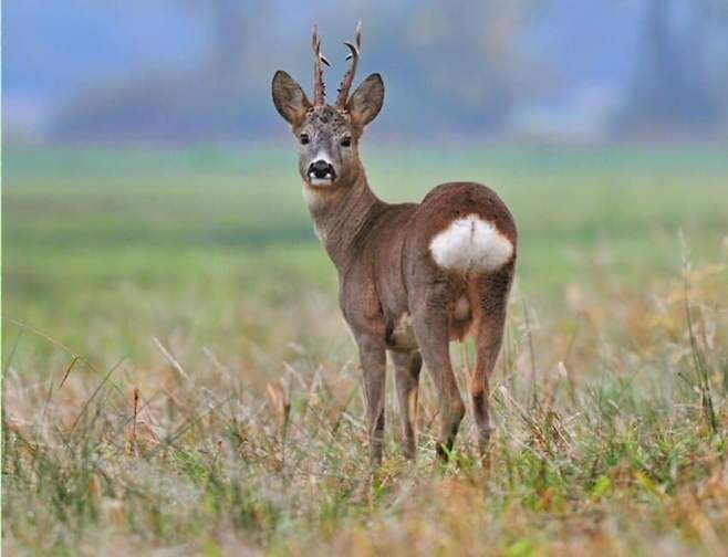진짜 이름 잘지은 버섯