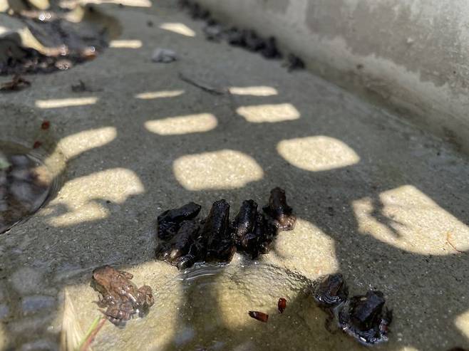 지난 9일 서식지인 황방산으로 이동을 하다가 배수로에 빠진 울산 중구 장현저수지의 새끼 두꺼비. 울산 중구 제공