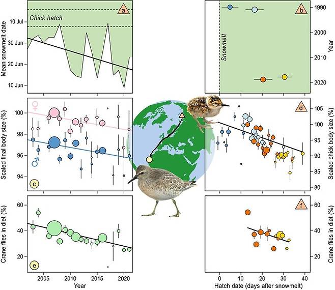 눈 녹는 시기가 앞당겨질수록 붉은가슴도요 새끼가 겪는 수요-자원 불일치가 커지고, 이로 인해 성장 속도가 느려져 몸집이 작아지는 결과로 이어졌다. 시베리아 타이미르 반도의 눈녹이 날짜는 19년 동안 평균 0.87일(a) 앞당겨졌고, 붉은가슴도요 부화일은 눈녹이 시기보다 늦어지는 경향(b)을 보였다. 그 결과 월동지인 서아프리카 모리타니 지역에서 측정한 유조의 몸집은 지난 19년 동안 감소(c, d)했다. 같은 시기 유조의 식단에서 각다귀의 비율은 점차 감소(e)했는데, 부화가 늦어질수록 유조의 식단에서 각다귀의 비율(f)도 낮았다. 팀 오르트베인/네덜란드 왕립해양연구소 제공