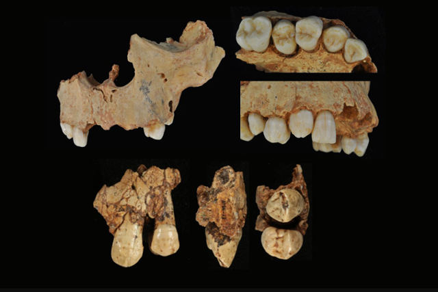 그란 돌리나 동굴에서 출토된 어린이 뼈.