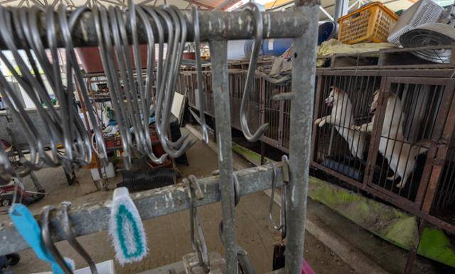 8일 충북 청주시 한 개농장에서 개를 도살한 뒤 걸었던 갈고리들이 그대로 걸려 있다. 바로 옆에는 개들이 구조를 기다리고 있다. 청주=박시몬 기자