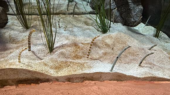 모래 위의 플랑크톤을 잡아 먹는 가든일. [사진=부산아쿠아리움]