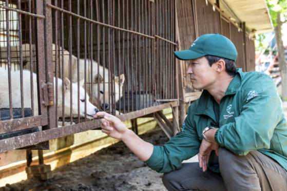 Actor Daniel Henney looks at a dog inside a cage at an illegal dog slaughterhouse in Cheongju on May 8. [HUMANE WORLD FOR ANIMALS]