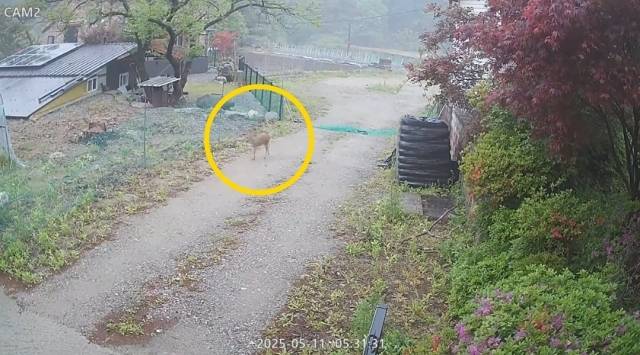 양평 옥천면의 한 농가 울타리를 넘는 고라니로 추정되는 야생동물. 독자 제공