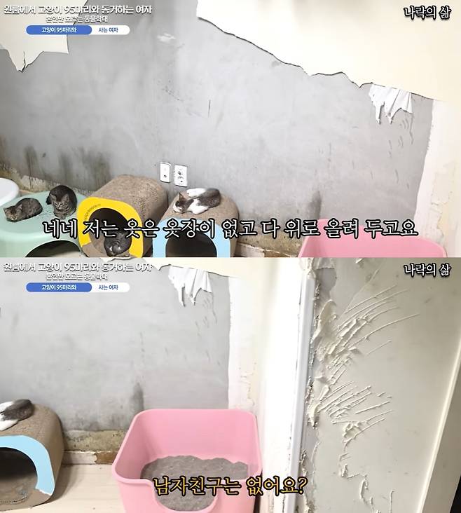 집에서는 고양이 소변 등 악취가 진동했다. 벽지는 성한 곳이 거의 없었고, 바닥엔 사료와 고양이 털이 떨어져 있었다. /사진=유튜브 채널 카광